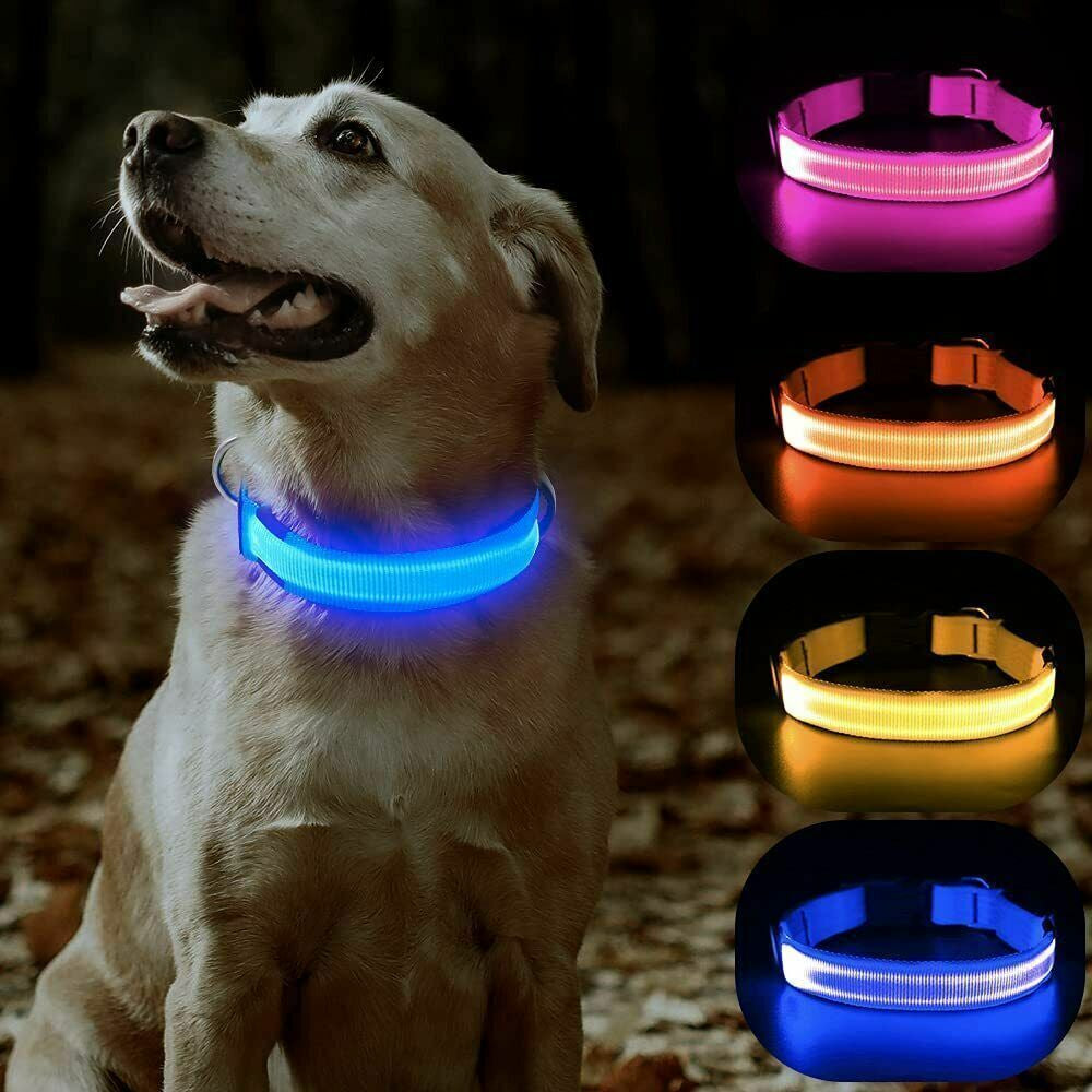 Disco Dog: Your Pup's Glow-in-the-Dark Safety Collar